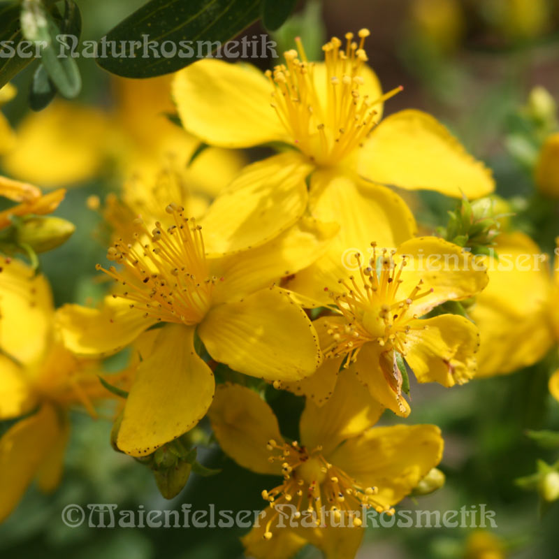 Johanniskraut CO2-Extrakt