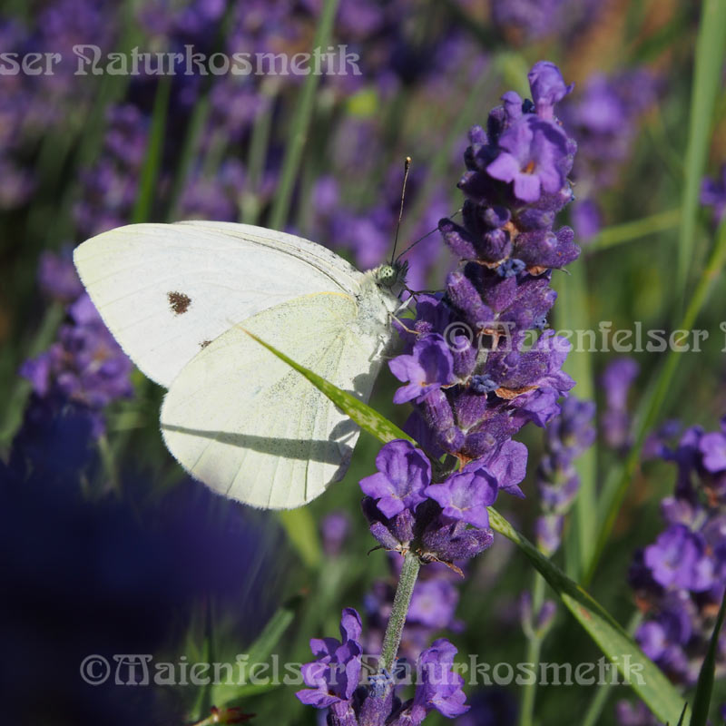 Lavendel Cuveé Bio (10 ml)