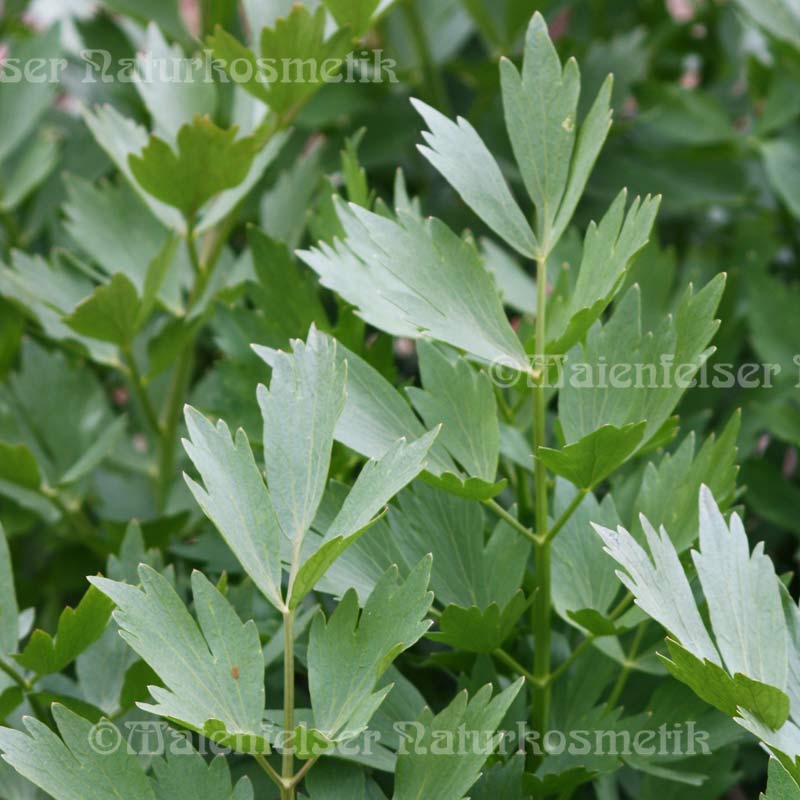 Liebstöckel konv. (1 ml)