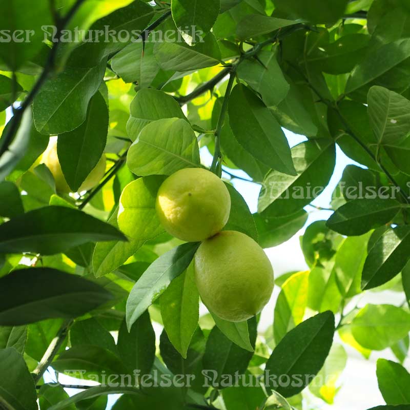 Limone BIO spezial dest. (100 ml)