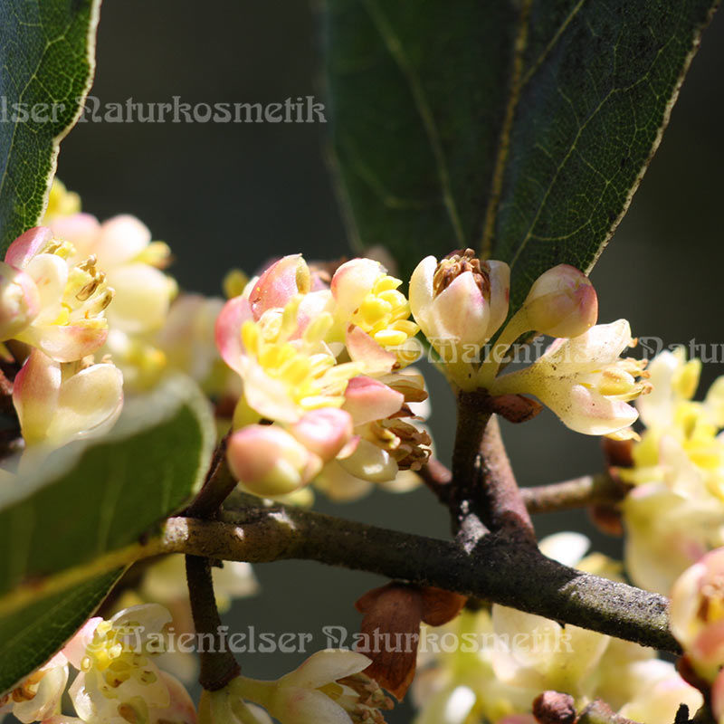 Lorbeer 1a BIO (5 ml)