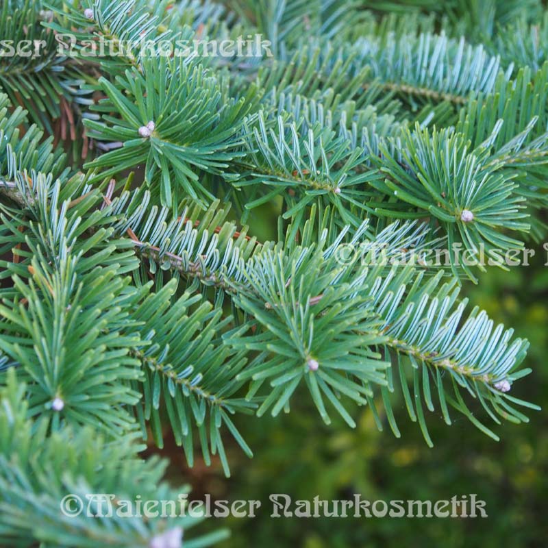 Tanne - Nikko-Tanne (5 ml)