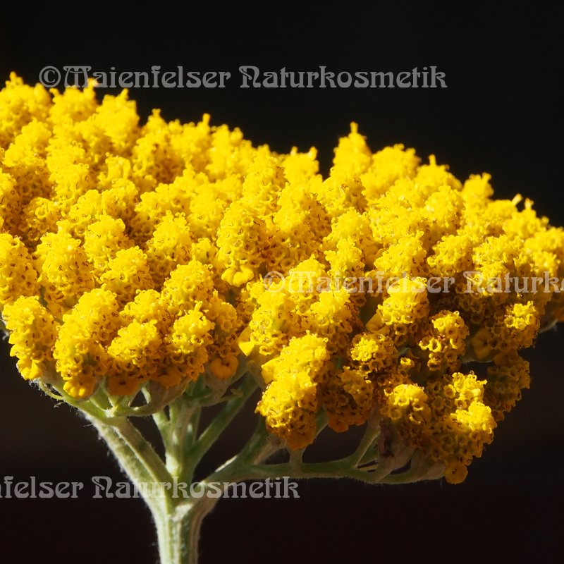 Schafgarbe spezial BIO (1 ml)