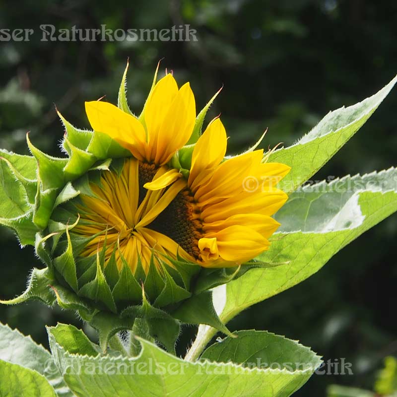 Sonnenblumenblütenöl (2ml)