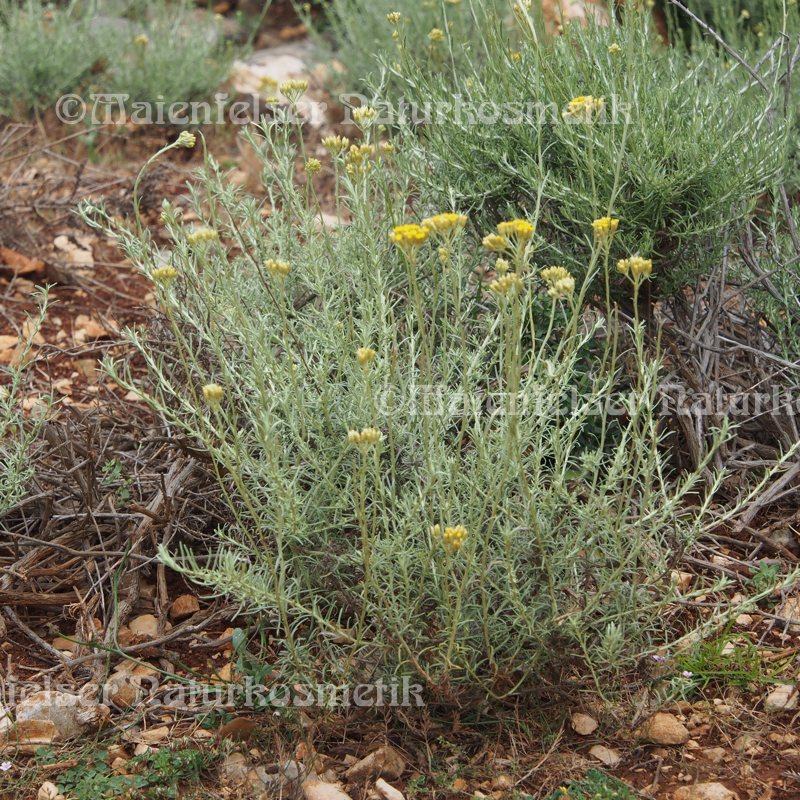 Immortelle dest. spezial BIO (1 ml)