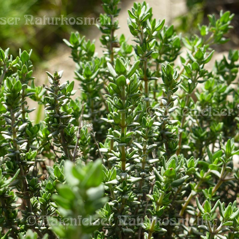 Thymian Spanien BIO (5ml)